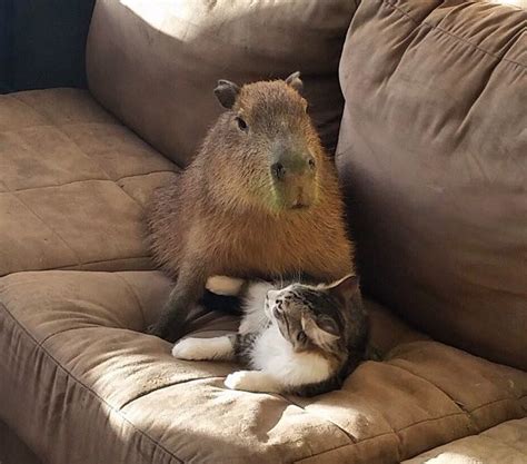 Cats Friendship With Capybara Iz Unusual But Totally Awesome Gallery