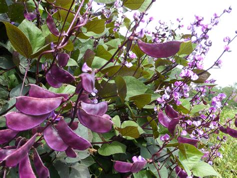 Purple Hyacinth Bean 8 G Southern Exposure Seed Exchange Saving The