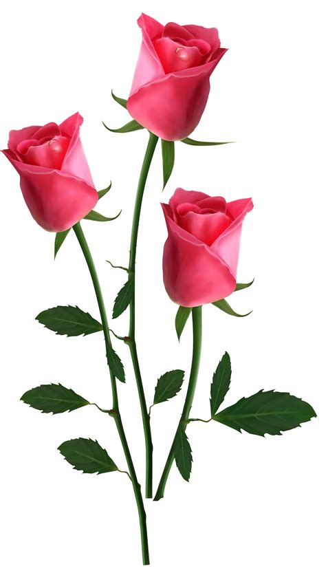 Pink Flowers Rose Beautiful Transparent Pink Roses Png Clipart 67456