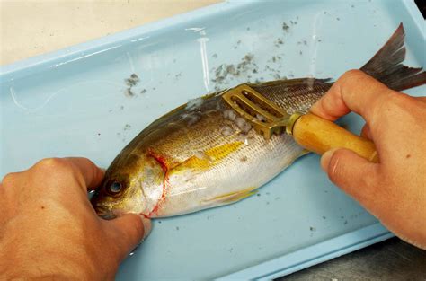 イサキのさばき方 釣魚図鑑（特徴・仕掛け・さばき方） Honda釣り倶楽部 Honda公式サイト