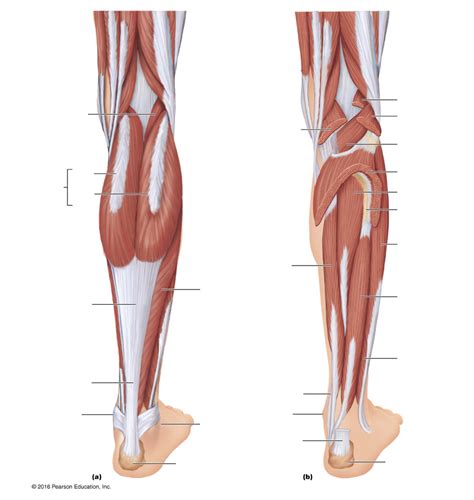 Leg Muscle Diagram Posterior Thigh Muscles Diagram Pictures List Of