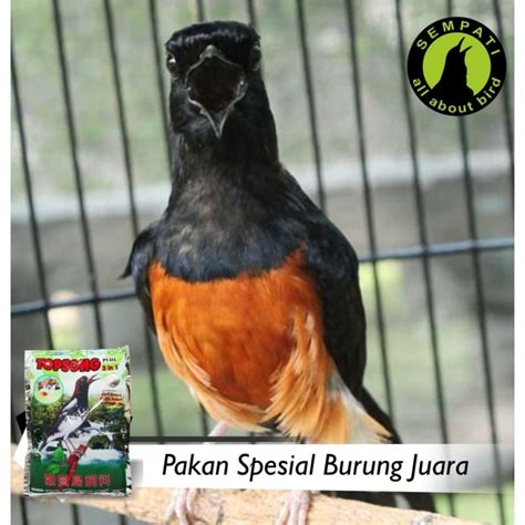 Burung decu memiliki suara kicauan yang bervareatif, seperti suara ngerol, kicauan rapat, tajam yang menjadikan harganya lebih baik sesuai dengan kemampuan berkicau yang dimiliki burung tersebut. Gambar Burung Decu Kembang - Klik OK