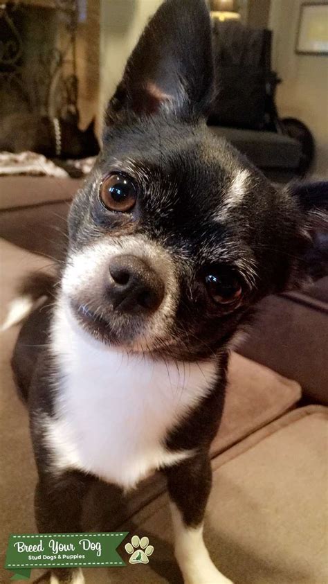 Looking For Female Chihuahua Stud Dog Midwest Breed Your Dog
