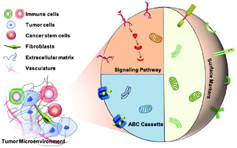 Strategies To Target Cancer Stem Cells Many Strategies Aimed At
