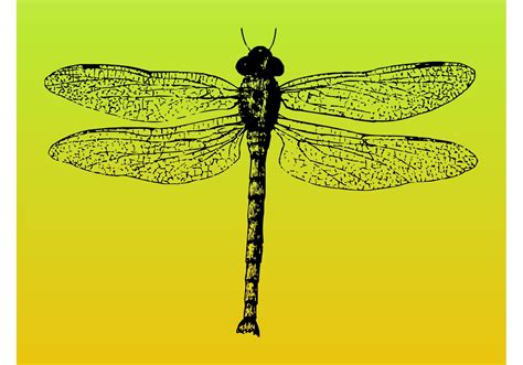 Dragonfly Vector Download Free Vector Art Stock Graphics And Images