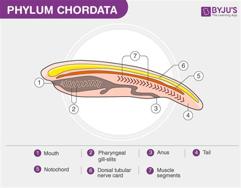 Phylum Chordata Characteristics Classification And Examples