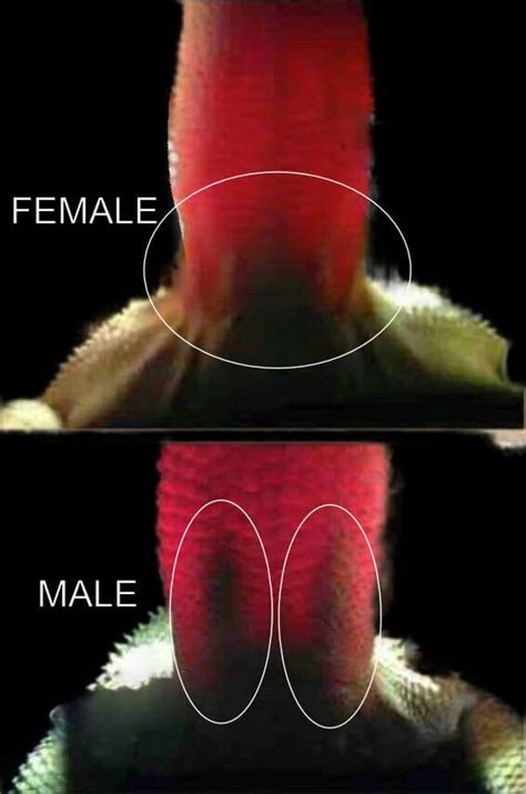 How To Identify Bearded Dragon Gender Clever Pet Owners