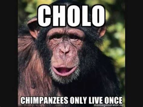 CHOLO Chimpanzees Only Live Once YouTube