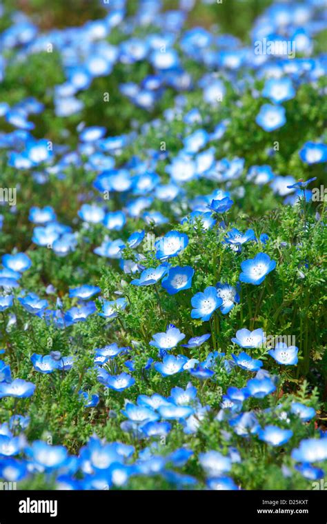 Baby Blue Eyes Flowers Ibaraki Prefecture Stock Photo Alamy