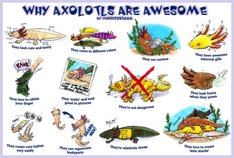Pin By Michaela Jarusiewicz On Animals I Want Axolotl Pet Axolotl