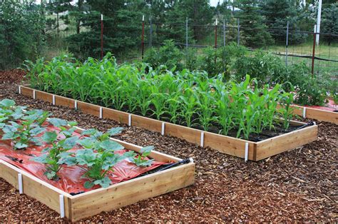 How To Make A Raised Bed For Growing Vegetables