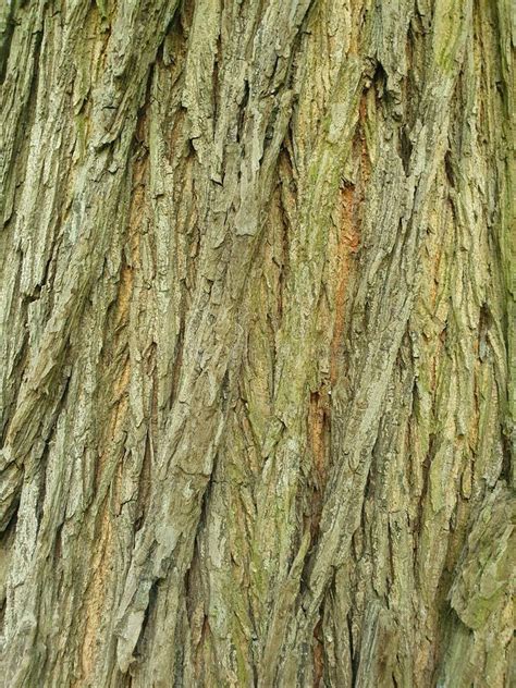 Elm Tree Bark Close Up Stock Image Image Of Natural 191802337