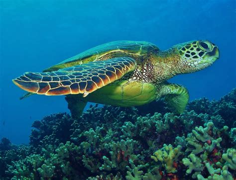 Hawaiian Green Sea Turtle On Da Reef Sea Turtle Images Hawaiian Sea