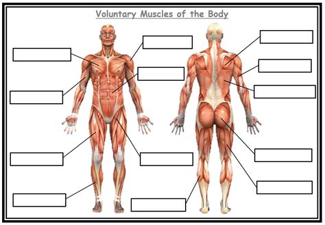 Worksheet Printable Blank Muscle Diagram Web Blank Human Anatomy The