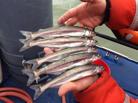 The Pnw Is A Leader On Forage Fish Management — But It Needs Better