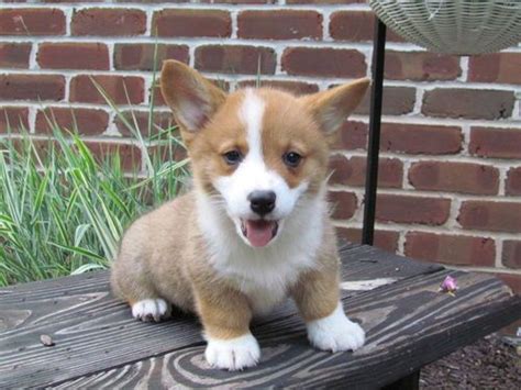 The pembroke welsh corgi, a cattle herding canine breed originated in the pembrokeshire region of wales. Corgis Make Excellent Watch Dogs. | Welsh corgi puppies ...