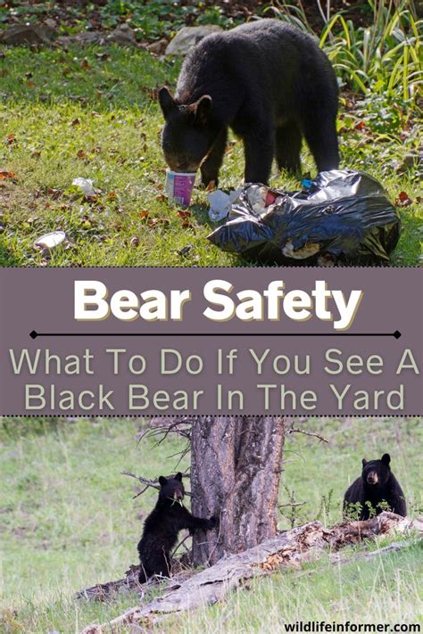 Black Bear Safety Bear Safety Black Bear Bear Hunting