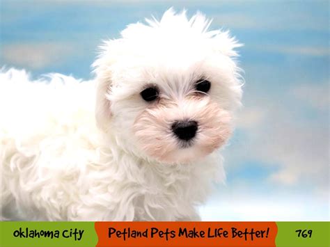 Maltese Dog Female White 3560906 Petland Oklahoma City And Tulsa