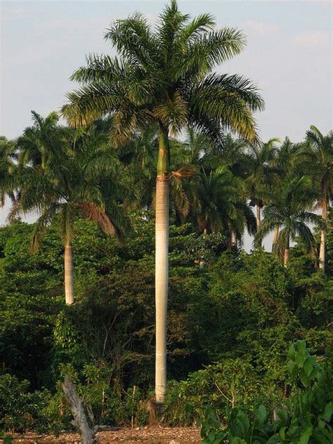 Tropical Tree Tropical Garden Tropical Plants Palm Tree Lights Palm