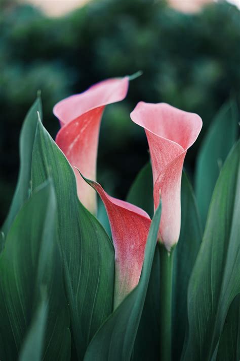 I M Always Amazed By Beautiful Flowers They Have Intricate And