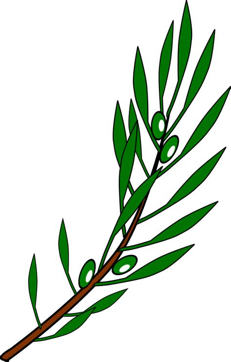 Olive Branch Drawing At Explore Collection Of