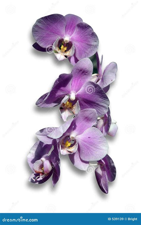 Lilac Orchid Stock Image Image Of Botanic Floral Orchid 539139