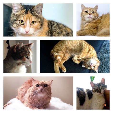 All of our animals are available for adoption are in foster homes throughout calgary and the surrounding area. Toronto Cat Adoption Event