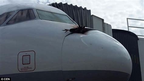 Lufthansa Passenger Plane Makes Emergency Landing After Vulture Smashes