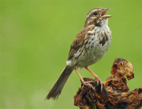 Song Sparrow | Song sparrow, Sparrow, Birds