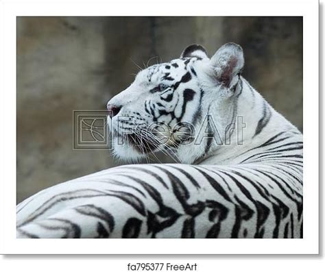 Free Art Print Of White Bengal Tiger Free Art Prints Tiger Artwork