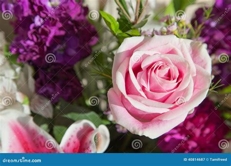Delicate Pink Rose Stock Image Image Of Season Industry 40814687