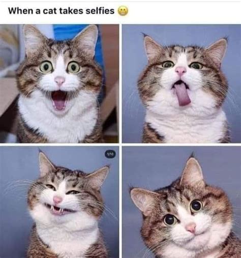 What Kitten Looks Like Taking Selfies 🤣 With Images