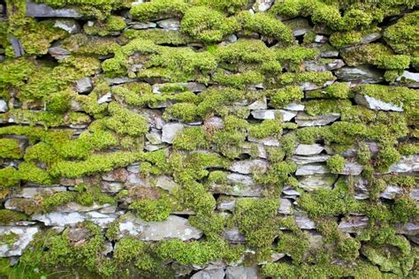 Moss Covered Dry Stone Wall In The Lake District Stock Photo Image Of