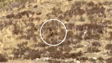 Creature Resembling Bigfoot Caught On Camera Walking Across Colorado