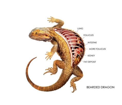 the only bearded dragon feeding guide that you ll ever need artofit