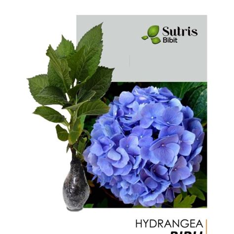 Jual Bibit Tanaman Bibit Tanaman Hydrangea Biru Bunga Hortensia