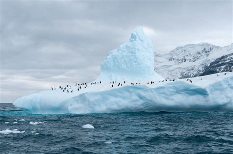 12 Photos Of Elephant Island That Will Make You Want To Go To Antarctica