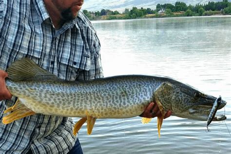 Homemade fishing lures bass fishing lures pike fishing walleye fishing best fishing kayak fishing fishing tackle fishing tips saltwater. The Best Tiger Muskie Baits For Beginners - Tilt Fishing