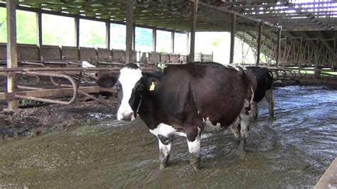 Cows Forced To Live In Their Own Waste At Dairy Farm