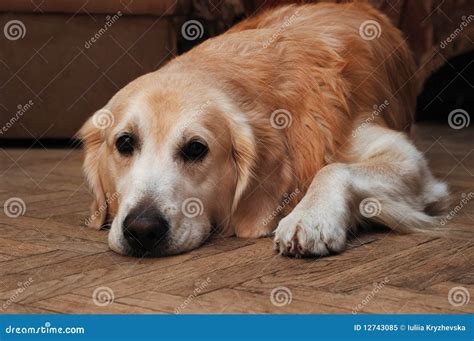 Sad Golden Retriever Lying On The Floor Stock Image Image Of Unhappy