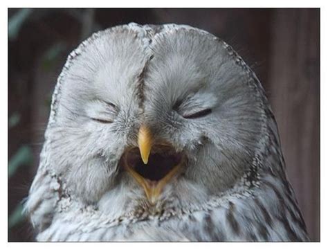 Sleepy Owl Owl Sleepy Owl Pet Birds