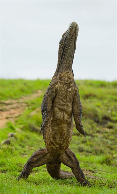 Komodo Dragon Is Standing Upright Komodo Dragon Cute Reptiles Animals