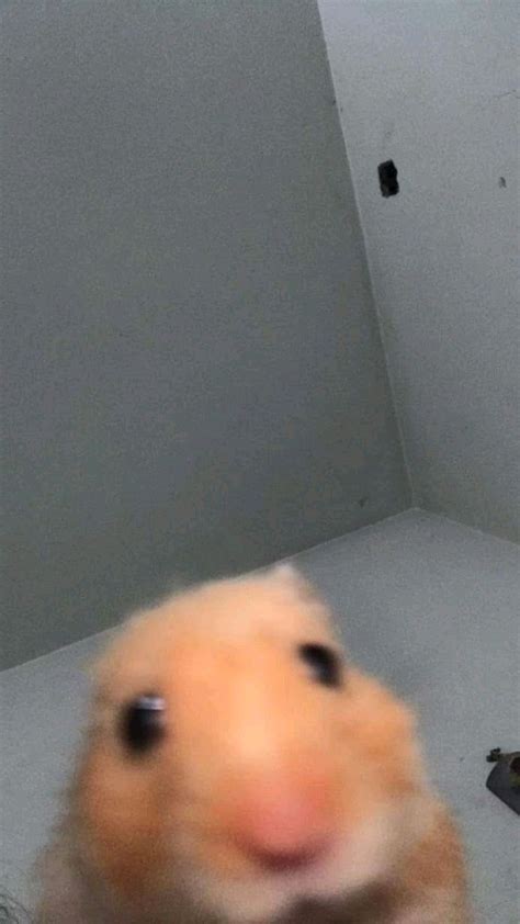 A Hamster Looking Up At The Camera