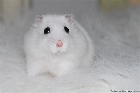 White Sweet Cute Baby Hamster Snorre Cute Hamsters Baby