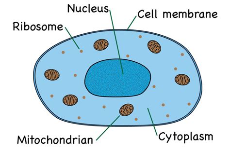 Animal Cell Diagram With Names Animals Cell Labeled B