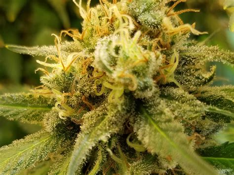 I live in washington heights, home of the haze. Super Silver Haze (de Sensation Seeds) :: Info de Variedad