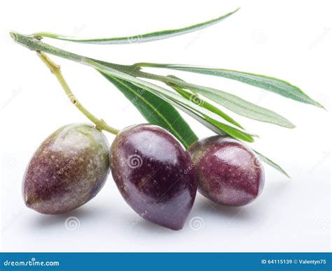 Three Fresh Olives With Leaves Stock Image Image Of Food Ripe 64115139