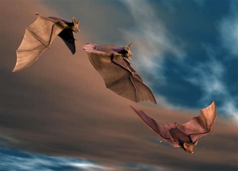 Bat Inspired Morphing Drone Takes Wing