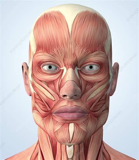Muscular System Of The Head Stock Image P1500126 Science Photo