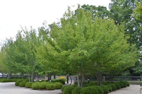 American Hornbeam Versatile Small Us Native Tree What Grows There